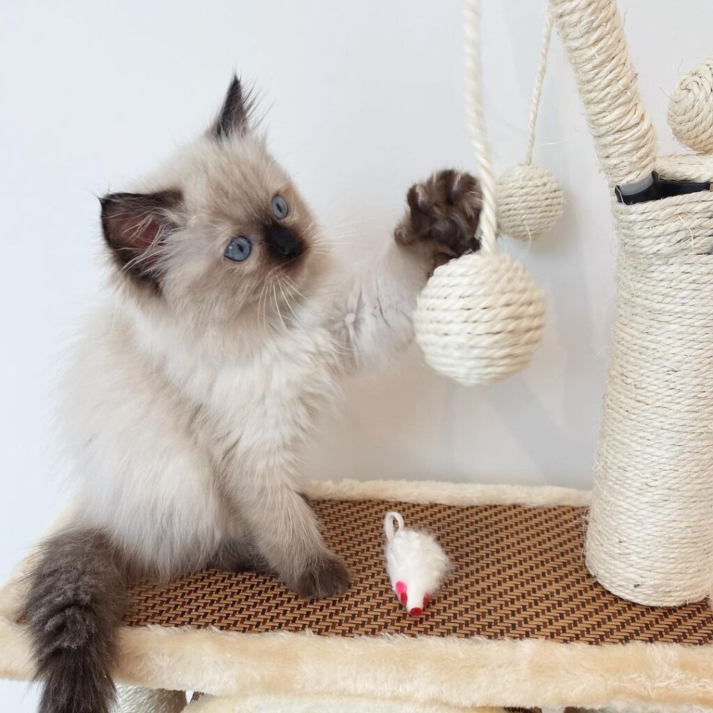 Nala WEBSITE Nala WEBSITE