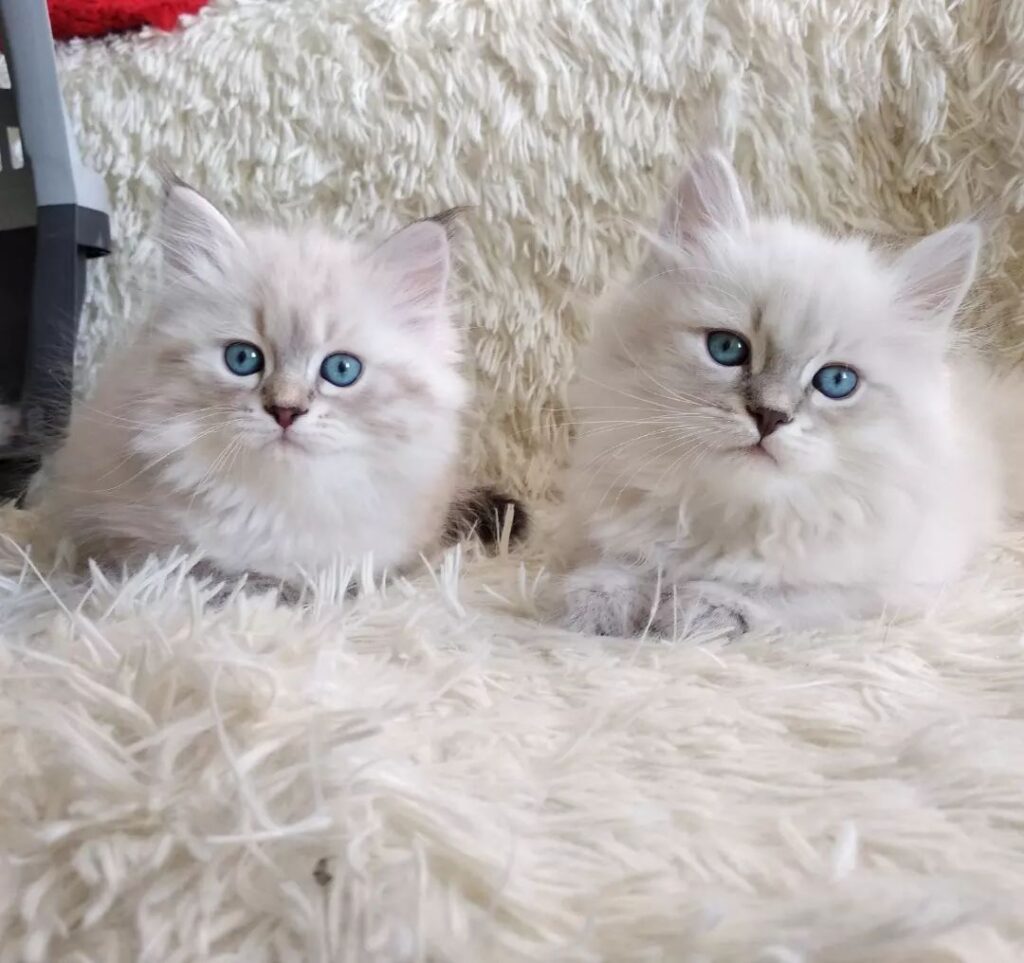 Tom and Jerry 5 Tom and Jerry 5