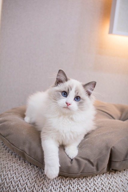 cat-4936769_640