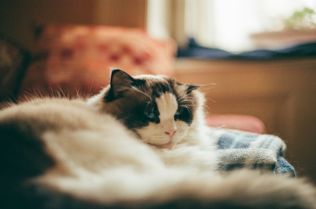 peter-kovacs-pWFQVhoEAaw-unsplash